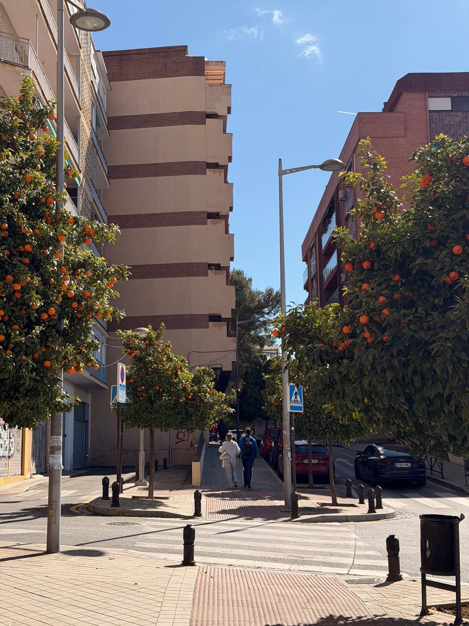 Bitter orange trees on a street in Granada